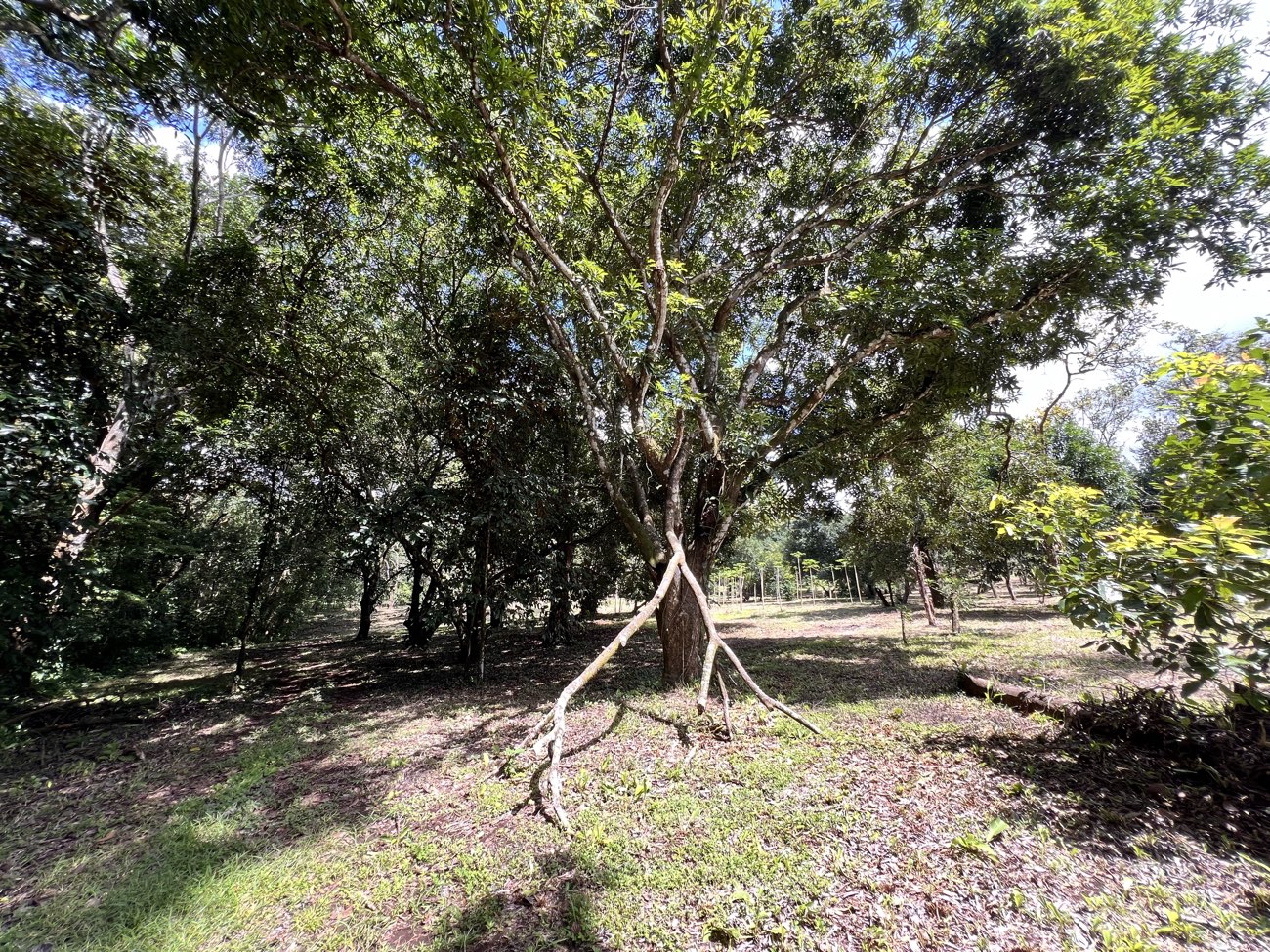 The stream's green corridor of mature trees along the southern boundary of the parcel