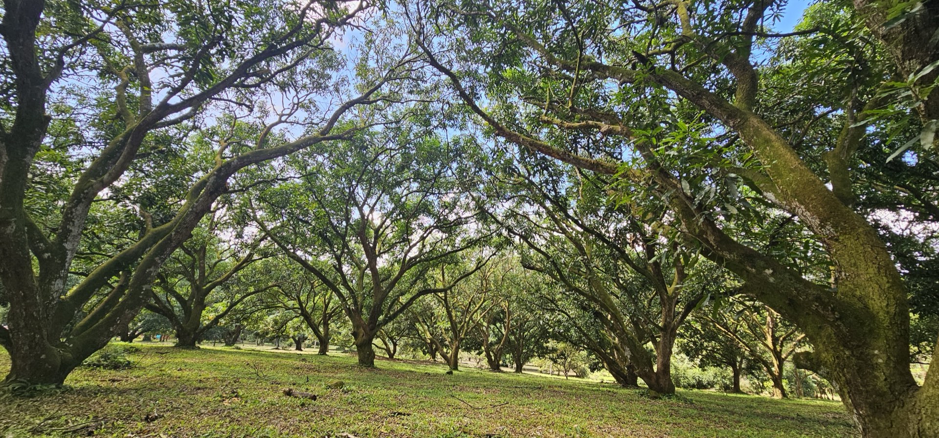 Mature shade-tree grove on the 4.57-hectare Orotina Properties development parcel