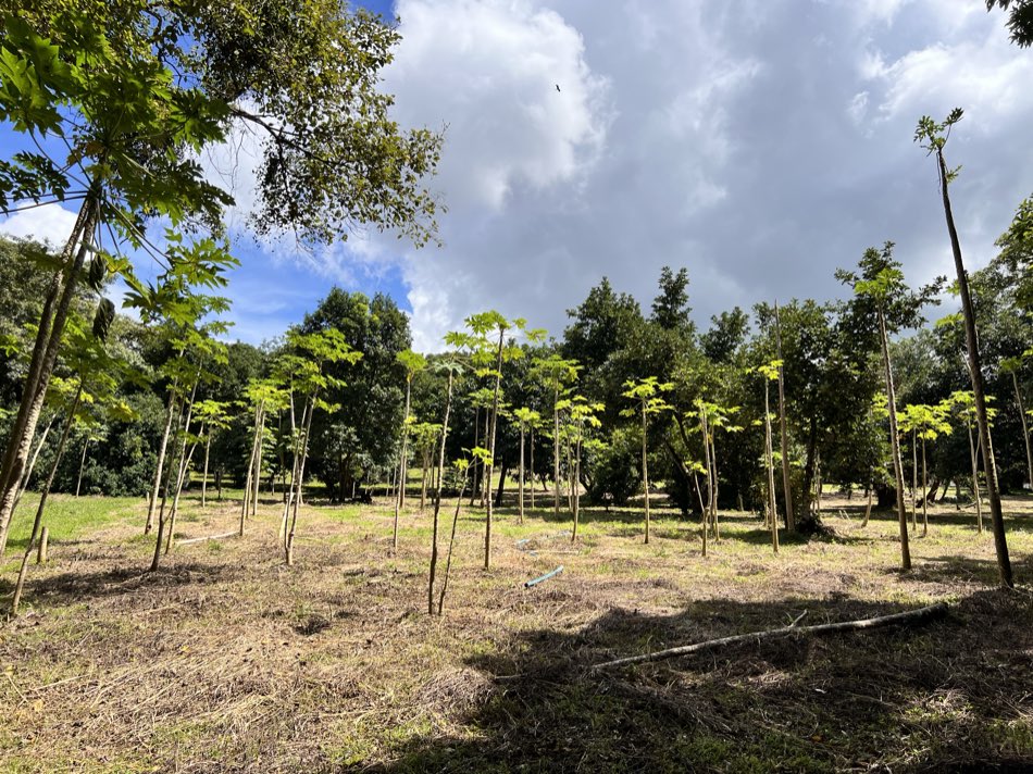 Development potential — Orotina Properties