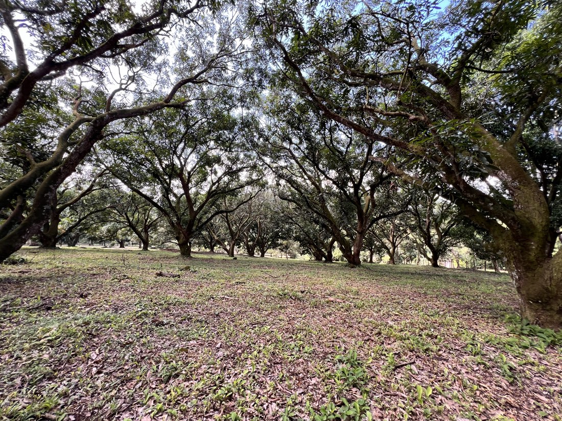 Mature mango-tree grove across the property