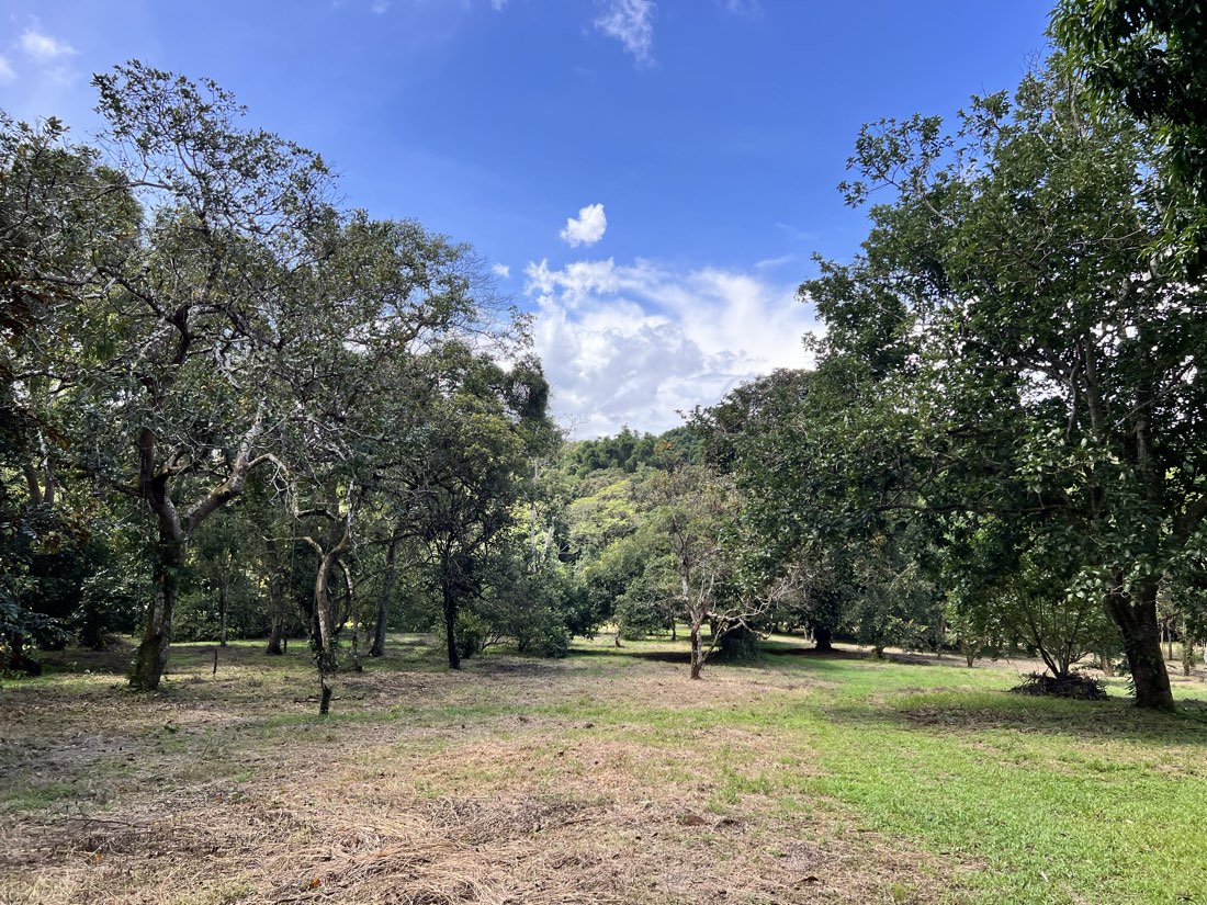Open lawn framed by tall trees under a blue sky
