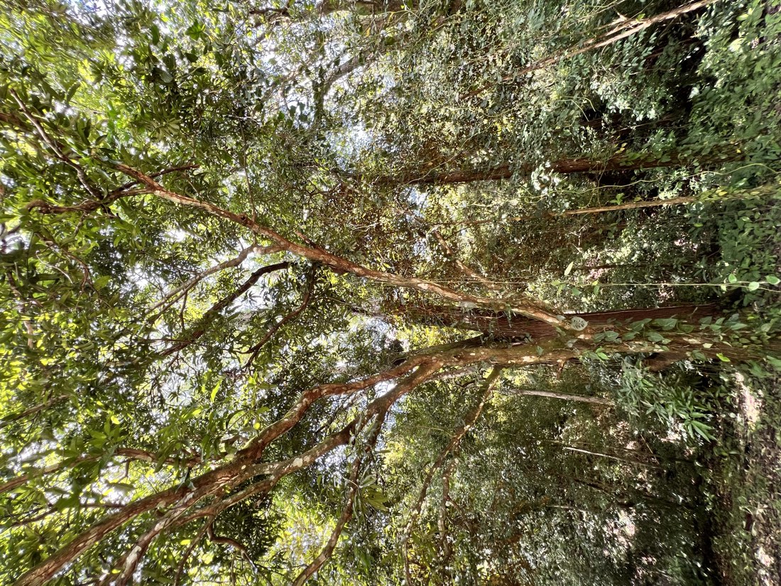 Lush green interior of the tree grove